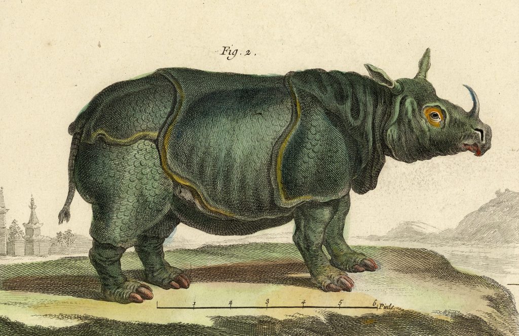 Diderot, Rhinozeros, 1768