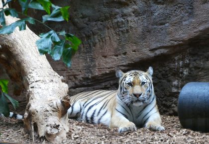 Tausch bei Sibirischen Tigern im Tiergarten Nürnberg
