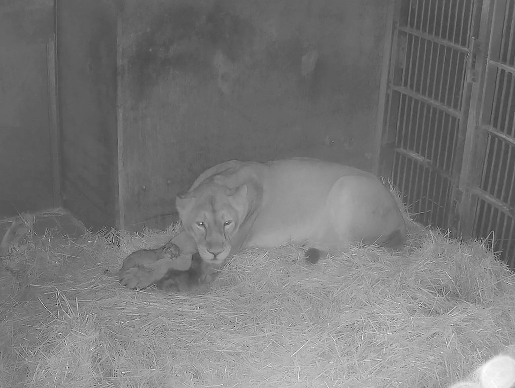 Löwin Aarany hat am Samstag zwei Jungtiere zur Welt gebracht. Das Foto stammt von einer Überwachungskamera, die in der Wurfbox angebracht ist. Bildquelle: Tiergarten der Stadt Nürnberg